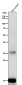 Anti-Iba1 AIF1 Monoclonal Antibody